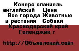 Кокерс спаниель английский  › Цена ­ 4 500 - Все города Животные и растения » Собаки   . Краснодарский край,Геленджик г.